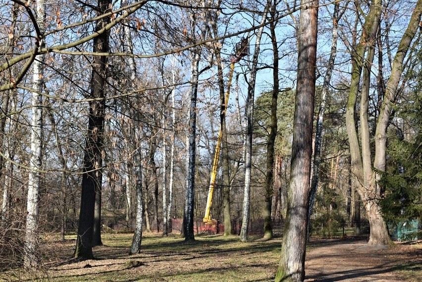 Nowy Sącz. Ruszyła wycinka drzew w parku Strzeleckim. Pod topór idzie ponad 700