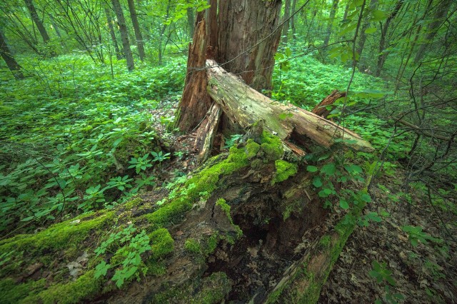 W dawnym rezerwacie Sochy spróchniałe i uschnięte drzewa zagrażają ludziom na obrzeżach tego miejsca