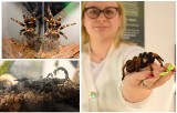 Wystawa pająków w Starachowicach. 40 gatunków jadowitych i budzących przerażenie stworzeń. Czy są aż tak straszne? Zobacz film i zdjęcia