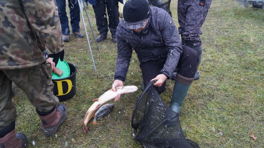 Rybnik: Wielkie okazy na zawodach wędkarskich