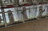 Dramat zwierząt na fermie norek w Lubuskiem. Wstrząsające wyniki śledztwa