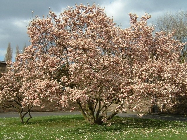 Magnolie najpiękniej prezentują się sadzone pojedynczo, w eksponowanych miejscach.