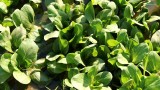 Kapusta pak choy (bok choy) – jak uprawiać to warzywo w ogrodzie