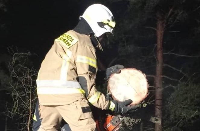 Nietypowa interwencja strażaków w gminie Stąporków. W Światowy Dzień Drwala usuwali skutki... nieprofesjonalnej wycinki drzewa [ZDJĘCIA]