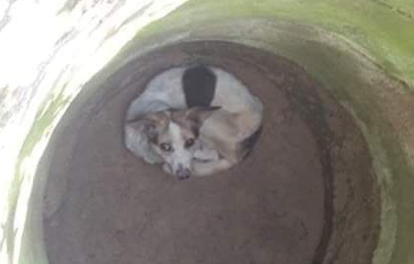Pies ze studni we wsi Gajew (gmina Żychlin) został uratowany...