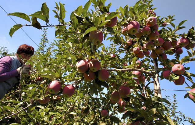 Sadownicy nie mają jednak wątpliwości, że najbardziej ucierpi rynek jabłek, których do Rosji eksportujemy ok. 1 mln ton rocznie.