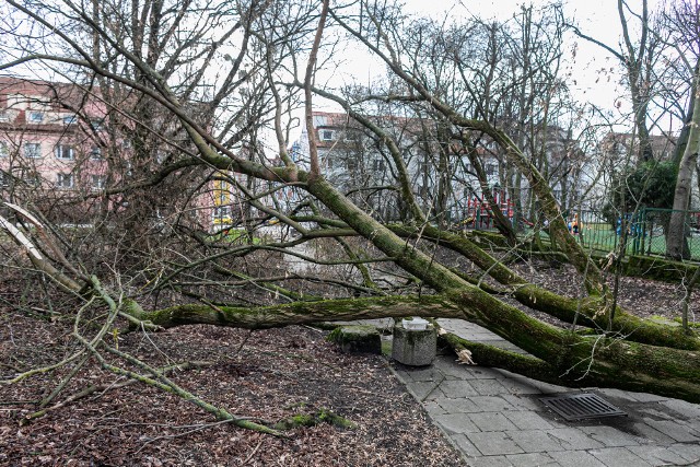 Skutki wichury, powalone drzewo obok przedszkola Promyczek na ul. Grodzkiej w Szczecinie