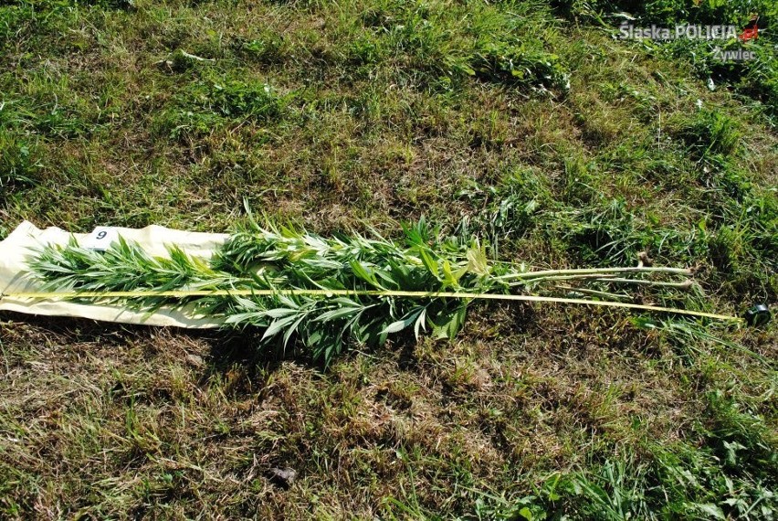 Łodygowice: Policjanci odkryli 24 krzewy konopi indyjskich