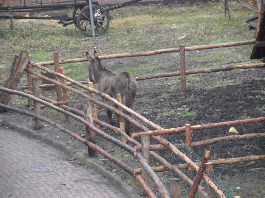 Szopka na Jasnej Górze. Są już zwierzęta ZDJĘCIA