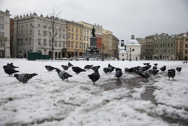 Na kolejnych zdjęciach widać, jak dostawca z pełną prędkością wjeżdża w gołębie, odwraca się za siebie raz i jedzie dalej.