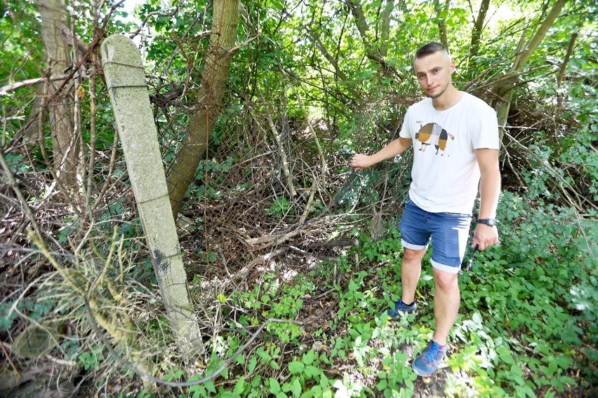 Dziki wchodzą na ogródki przez dziurawe ogrodzenie.