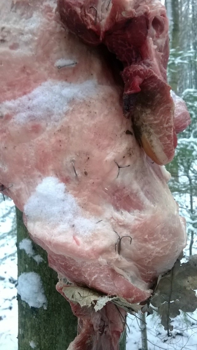 Ponacinany na całej powierzchni fragment mięsa, o długości 70 cm, był zawieszony na wysokości około dwóch metrów nad ziemią. Gdyby polujący w tej części Puszczy Knyszyńskiej wilk lub – zagrożony wyginięciem - ryś połasił się na świeże mięso, niechybnie spowodowałoby to jego śmierć. Bardzo bolesną i długotrwałą. Trudno nawet wyobrazić sobie jak wielkie cierpienie towarzyszyłoby takiej śmierci.