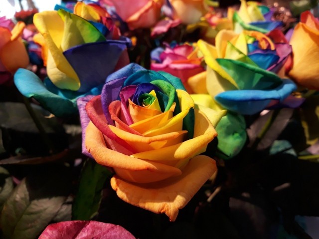 Róże są prawdziwe. Ale ich kolor - już niezupełnie.