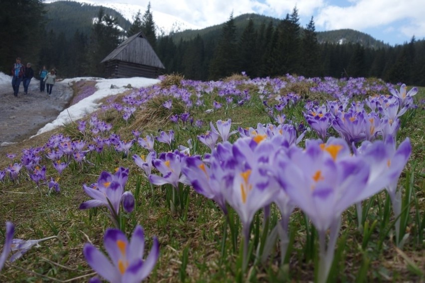 Wiosna w Tatrach. Morze krokusów w Dolinie Chochołowskiej [ZDJĘCIA]