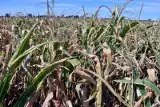 Stałe komisje szacujące straty suszowe? Tego chcą rolnicy