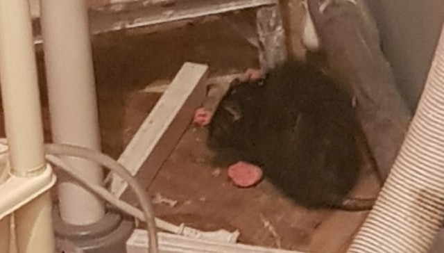 Szczur przebywał w łazience jednego z mieszkań zielonogórskiej kamienicy. Mieszkańcy sami głowić się, w jaki sposób wyprosić nieproszonego gościa...