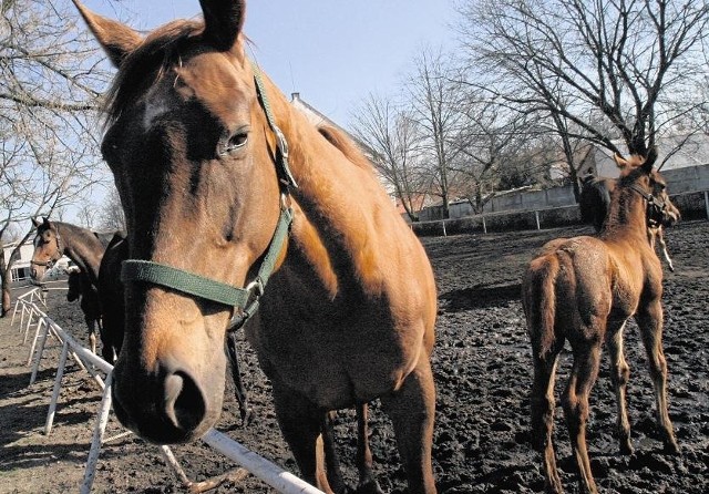 W osiemnastu państwowych stadninach hoduje się prawie trzy tysiące koni. Liczbę koni w całym kraju Polski Związek Hodowców Koni odpowiedzialny za politykę hodowlaną szacuje na 300 tysięcy