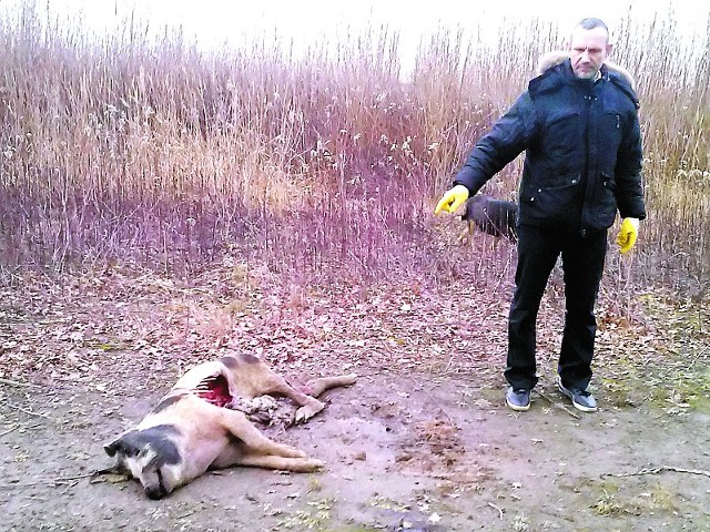 - Zwłoki świni leżą w tym miejscu już ponad miesiąc - mówi Wojciech Łyżwa. &#8211; Żadna instytucja nie chce ich uprzątnąć.