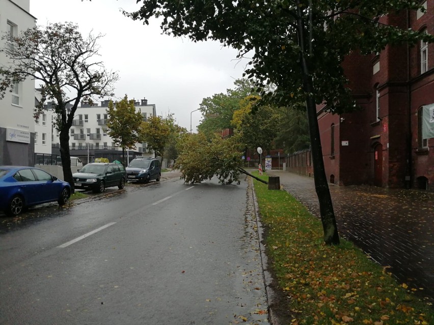 Drzewo spadło na jezdnię na ul. 11 Listopada w Stargardzie....