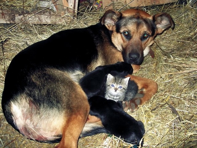 Na zdjęciu suczka Lodzia karmi swoje młode i kocię. Ta niecodzienna fotografia została zrobiona w Chojewie.