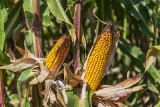 Ceny kukurydzy w kujawsko-pomorskich skupach rosną. Nasze ziarno może trafić do Afryki