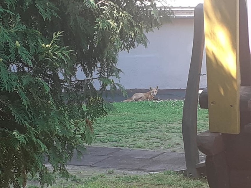 Lis wszedł na teren przedszkola w centrum Krakowa!