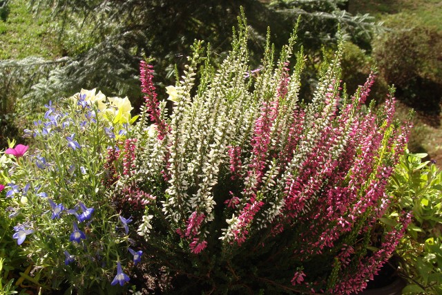 W sierpniu na balkonach warto sadzić kwiaty, które będą kwitły aż do późnej jesieni.