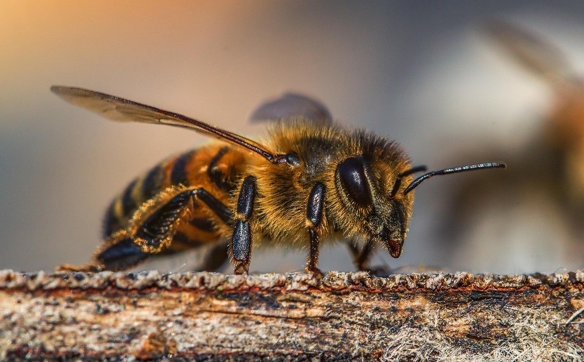 Zimowanie pszczół kończy się z ich pierwszym oblotem. Aby...