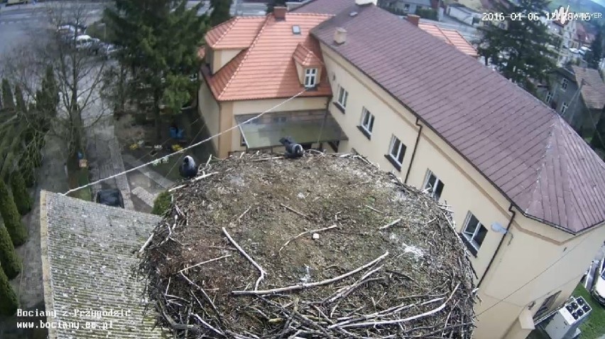 Dzięki kamerze zamontowanej w gnieździe można podglądać...