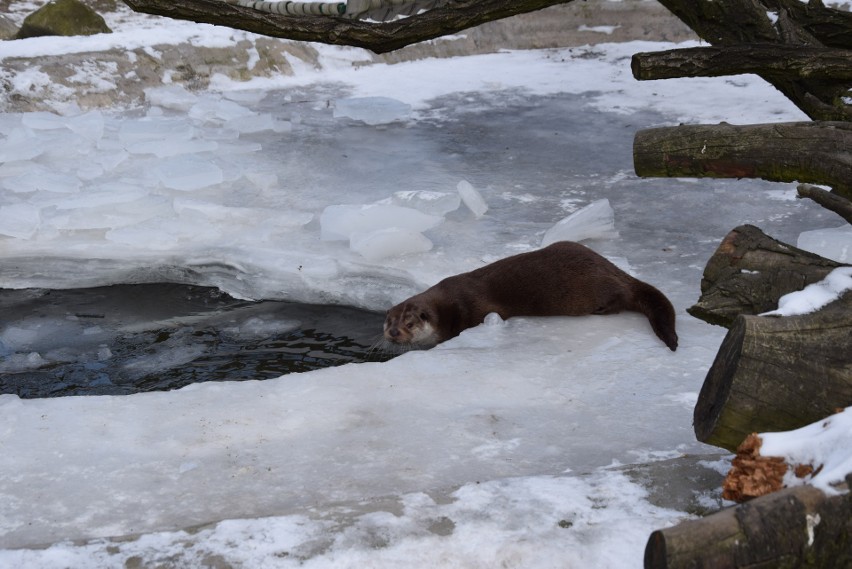 Zwierzęta śląskiego zoo zimową porą