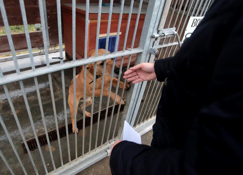 Schronisko dla zwierząt może powstać przy lotnisku w Dąbiu