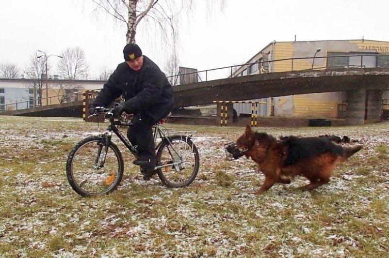 Straż miejska i policja szkoliły psy służbowe (zdjęcia)