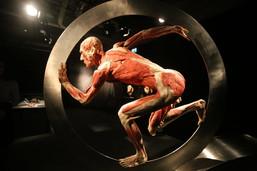 Objazdowa wystawa ludzkich ciał „Body Worlds” autorstwa dr....