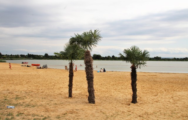 Palmy na plaży w Zamościu