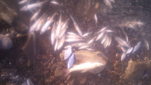 Zdjęcie śniętych ryb na brzegu Wisły koło Kozienic.