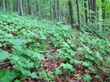 Nadleśnictwo Krasnystaw: Rośnie tu tojad mołdawski, silnie trująca roślina