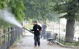 Ruszyło wielkie odkomarzanie Wrocławia. Czy opryski przeciw komarom są bezpieczne? Wiemy, czym pryskają