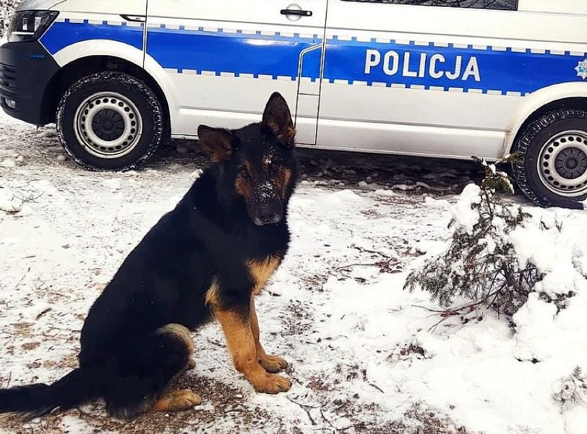 Policyjny pies „Nardo” pomógł wytropić złodzieja