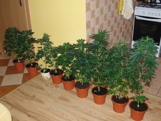 Krzewy marihuany znalezione w domu 16-latka.