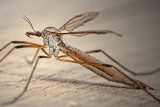Komary, kleszcze i meszki. Najgroźniejsze dla ludzi owady to te najmniejsze