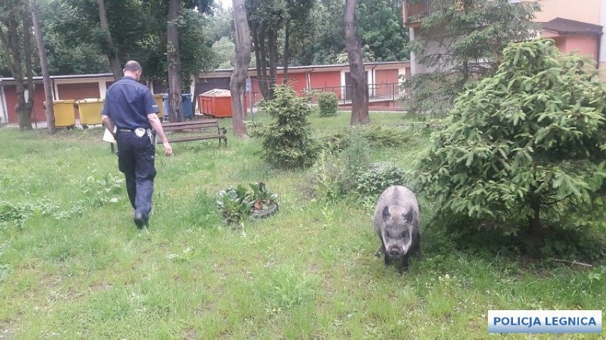 W centrum miasta dzik ukradł dzieciom pierogi. Interweniowała policja