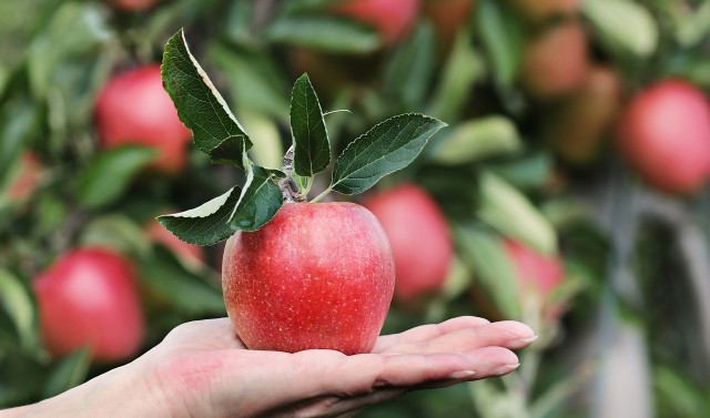 JabłkaJabłka to najpopularniejsze owoce polskich sadów, a zarazem najchętniej spożywane owoce przez okrągły rok.