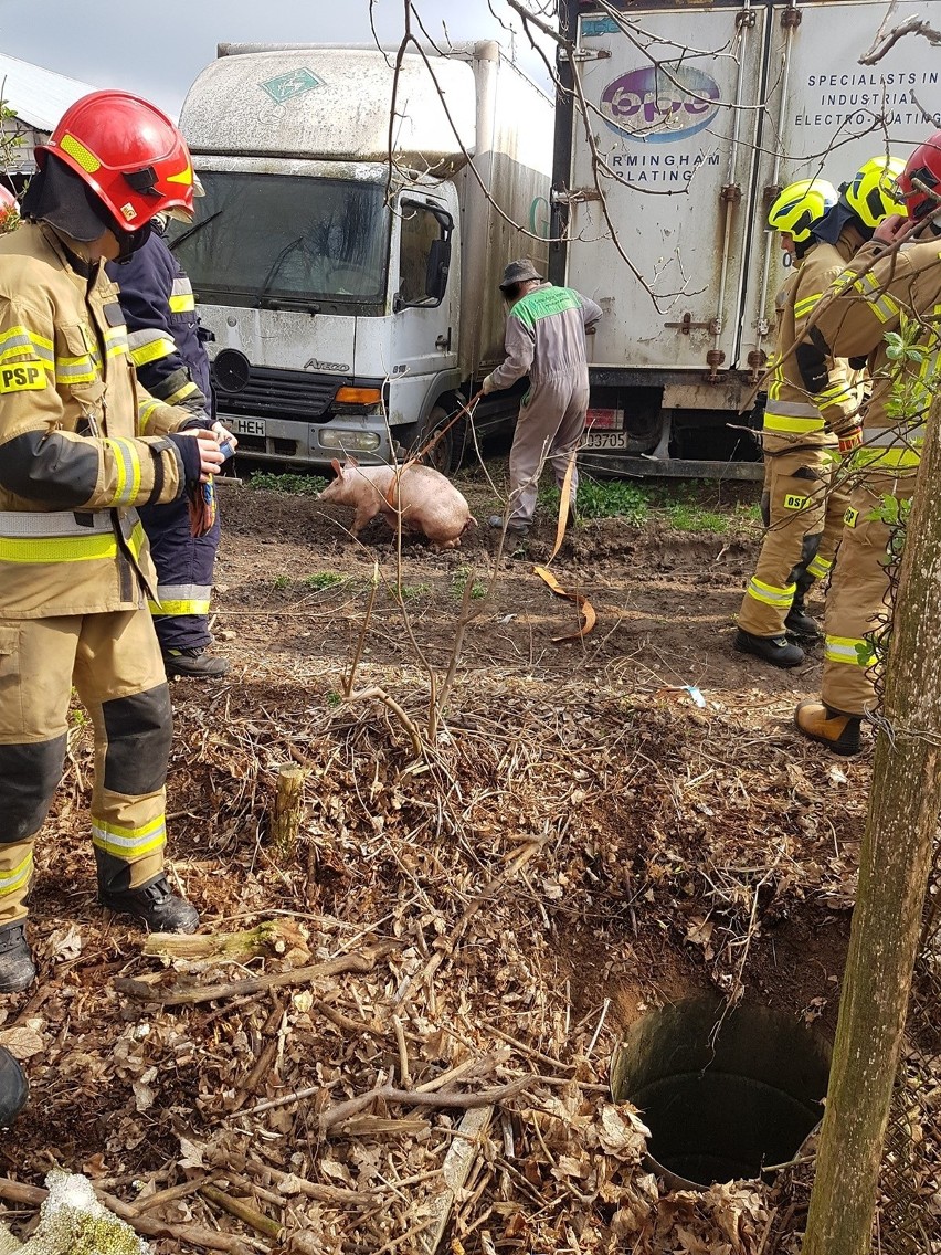 Nietypowa interwencja lubelskiej straży pożarnej. Musieli ratować świnię. Zobacz zdjęcia 