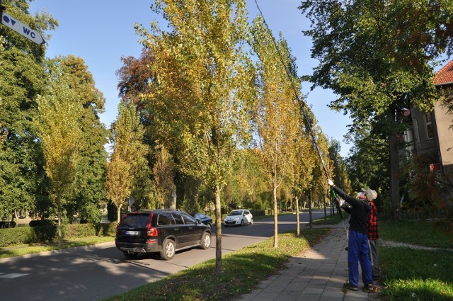 Już dwa lata temu próbowano przy pomocy oprysków pozbyć się szkodnika. Mszyca okazała się jednak upartym przeciwnikiem i wróciła tego lata