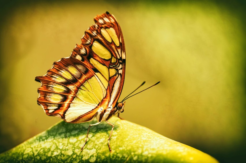 O czym marzą elektryczne motyle? 20 lat Armageddona z "antymuzyką"