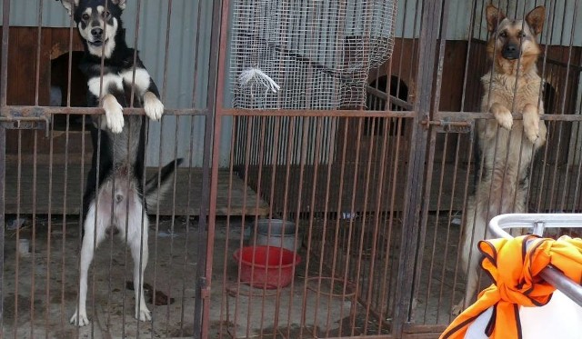 Psy czekające w przechowalni na nowych właścicieli, zdjęcie zrobiona w Pysznicy, gdzie jest miejsce dla bezpańskich psów na terenie wysypiska śmieci. Psy można adoptować