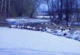 Patoki. Czterdzieści bocianów marznie na śniegu (zdjęcia)