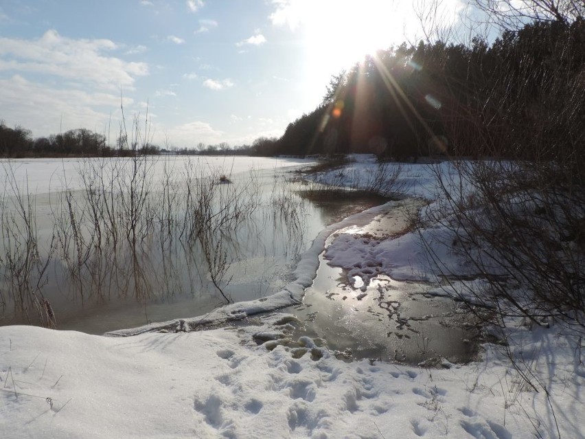 Stan ostrzegawczy na Bugu w Małkini Górnej przekroczony o kilka centymetrów. 13.02.2021. Zdjęcia