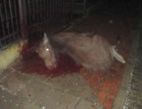 Łoś zginął na ogrodzeniu. Zwierzę próbowało przeskoczyć płot. (zdjęcia)