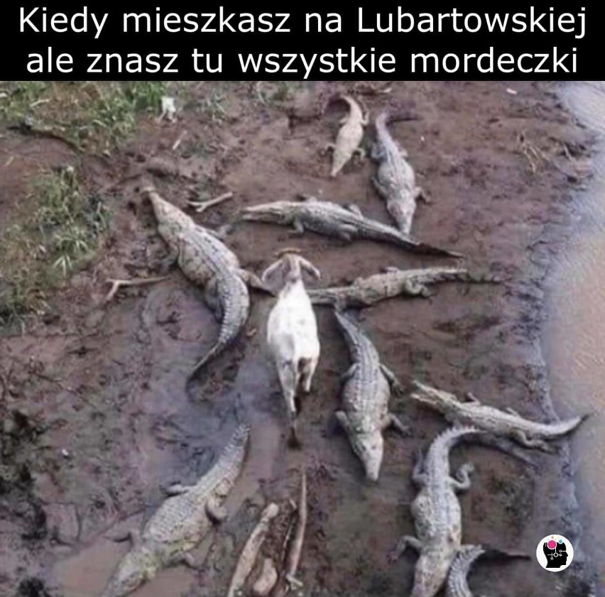 Lublin, Kraśnik, Świdnik. Internauci wciąż śmieją się z naszego regionu. Zobacz kolejne memy!